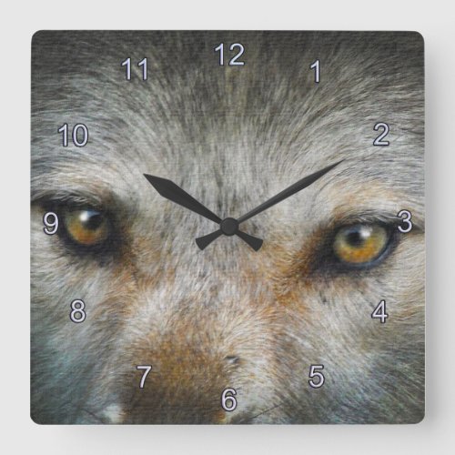 Staring Grey Wolf Eyes Wildlife Art Clock
