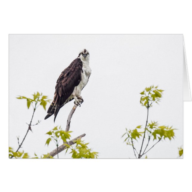 Staring Osprey Cards (Front Horizontal)