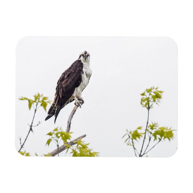 Staring Osprey Magnet (Horizontal)