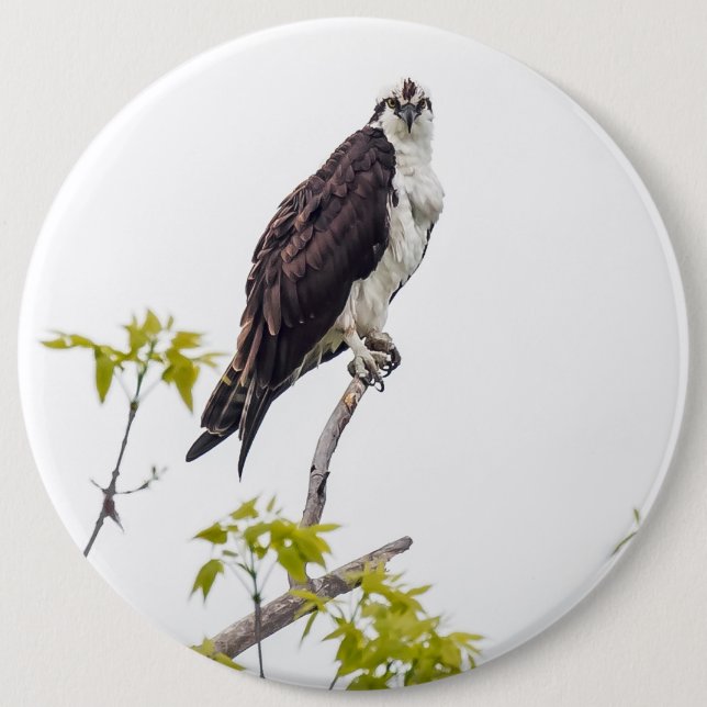 Staring Osprey Pinback Button (Front)
