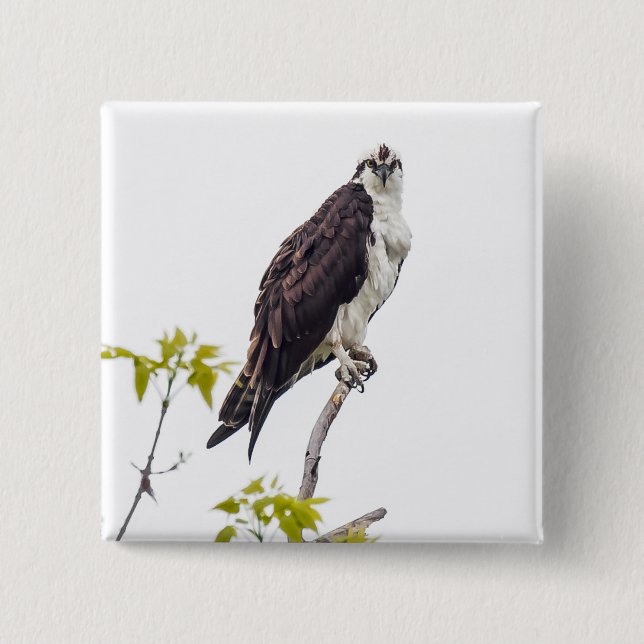 Staring Osprey Pinback Button (Front)