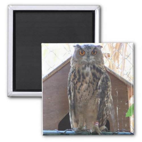 Staring owl magnet