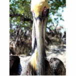 Staring Pelican from Key West Florida Statuette<br><div class="desc">Photography by Artist Rick Short of a Pelican staring intently into the camera. Photographed in Key West,  Florida.</div>