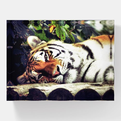 Staring Tiger Paperweight