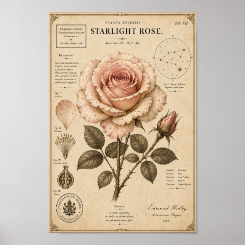 Starlight Rose Victorian Botanical Museum Print