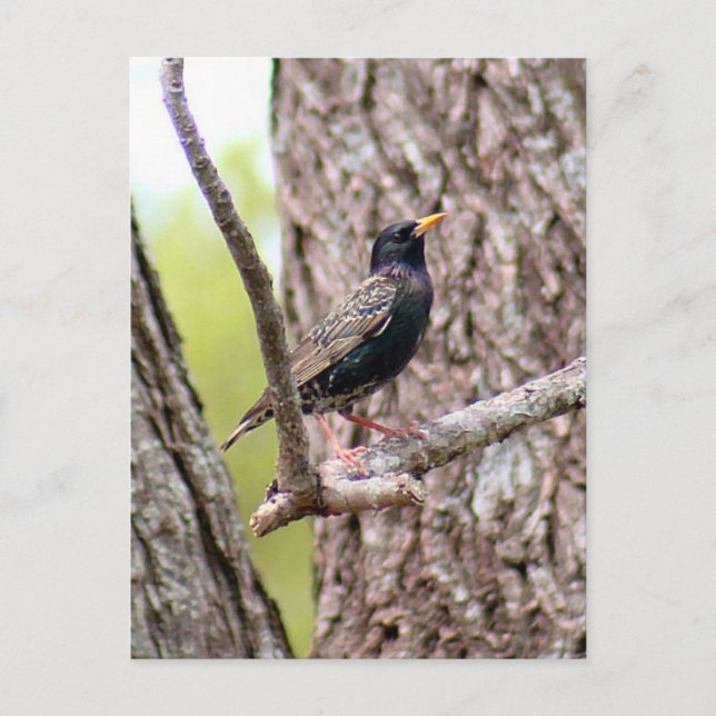 Starling Bird Photo Postcard (Front)