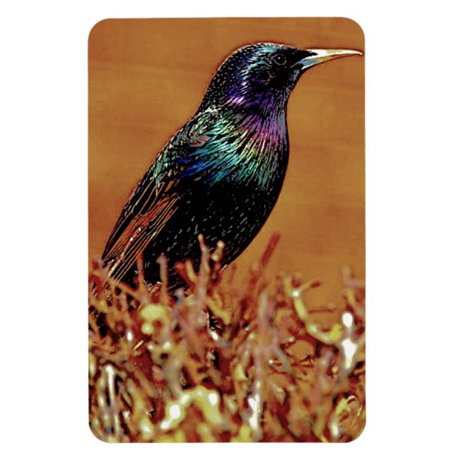 Starling Bird Photograph Magnet (Vertical)