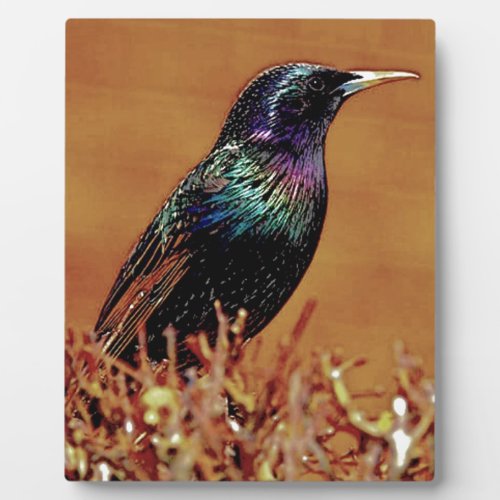 Starling Bird Photograph Plaque
