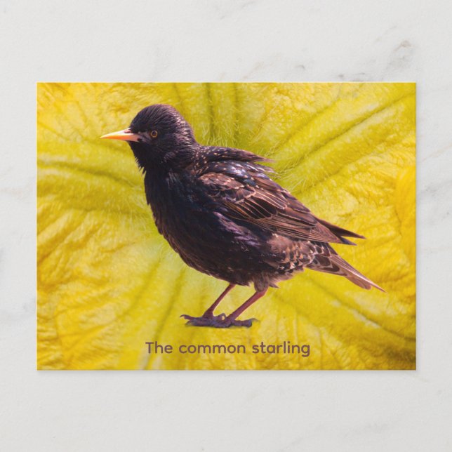 Starling  holiday postcard (Front)