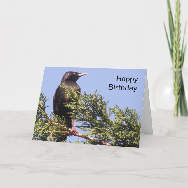 Starling in a Spruce Tree Custom Birthday Card (Front)