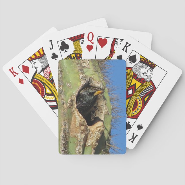 Starling in Saguaro Cactus Photo Southwest Bird Poker Cards (Back)