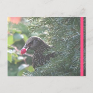 Starling in Yew-Tree DIY Postcard