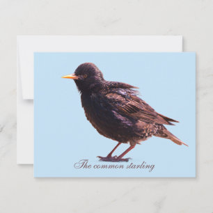 Starling note card