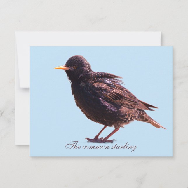 Starling  note card (Front)