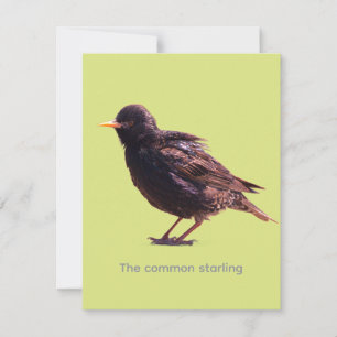 Starling note card
