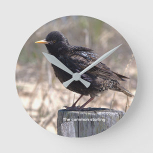 Starling on a Wooden Post Round Clock