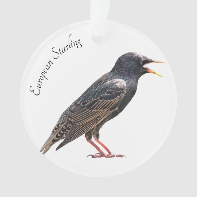 Starling Ornament (Front)