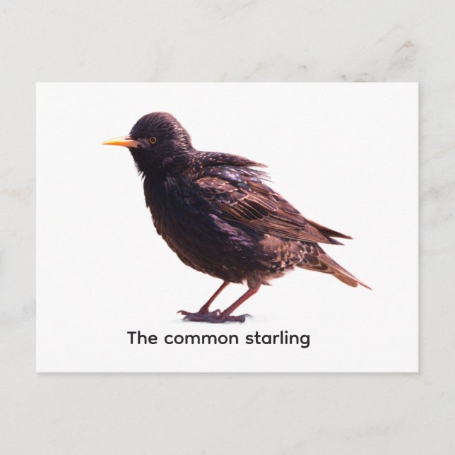 Starling  postcard (Front)