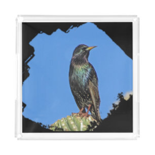 Starling Saguaro Cactus Beautiful Southwest Bird Acrylic Tray
