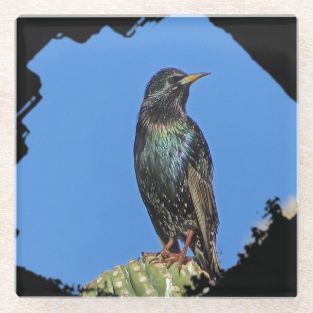 Starling Saguaro Cactus Beautiful Southwest Bird Glass Coaster (Front)