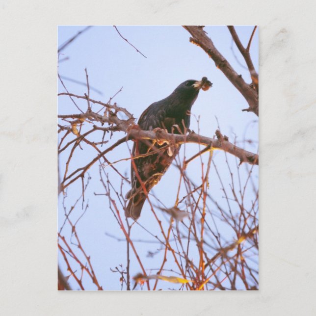 starling sundown postcard (Front)