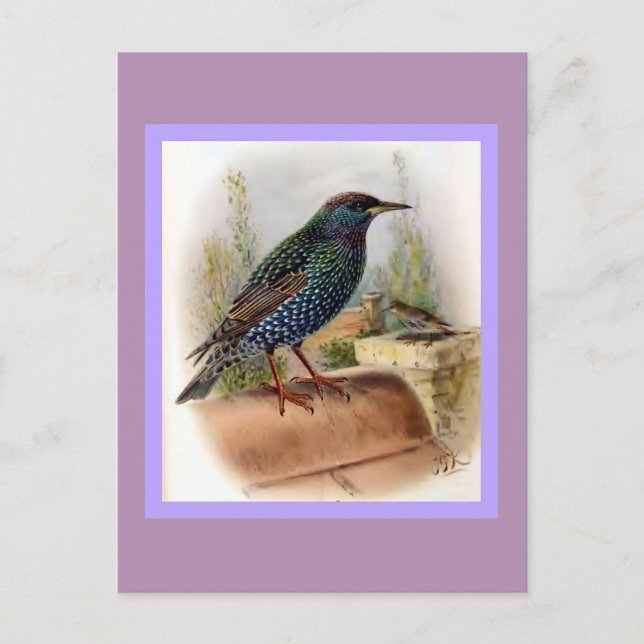 Starling Vintage Bird Illustration Postcard (Front)