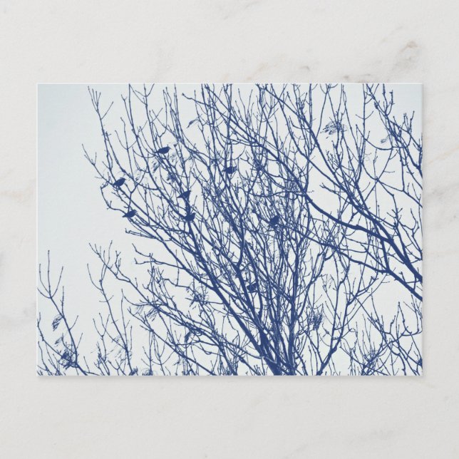 Starlings in a Tree - Cyanotype Effect Postcard (Front)