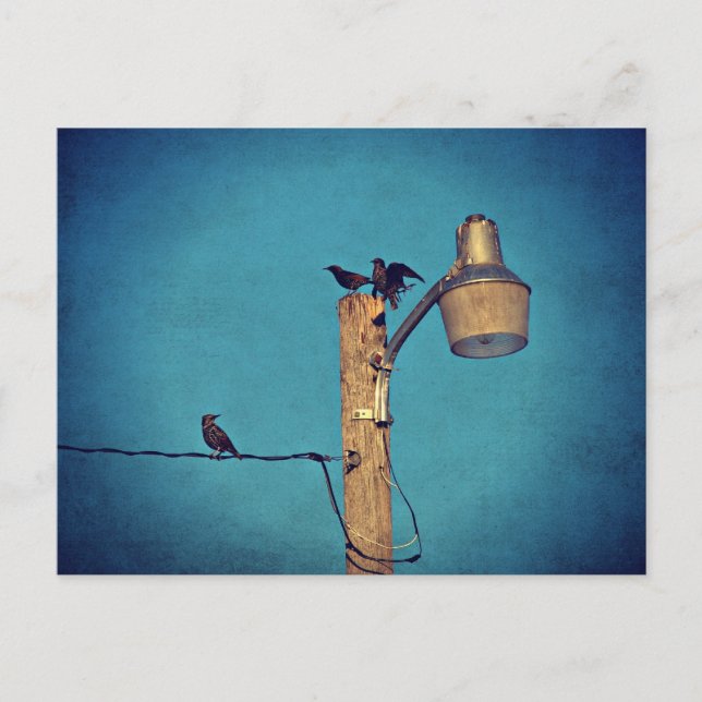 Starlings Postcard (Front)