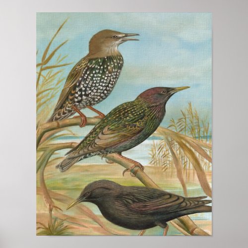 Starlings Vintage Bird Illustration Poster