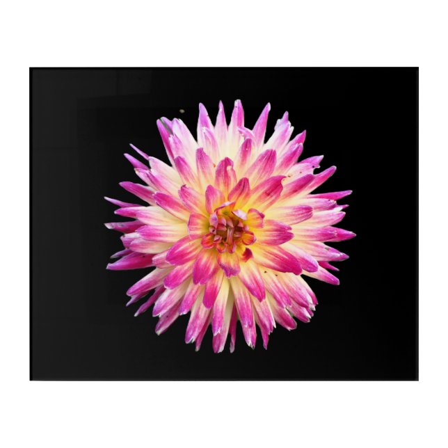 Starlite Acrylic Print (Front)