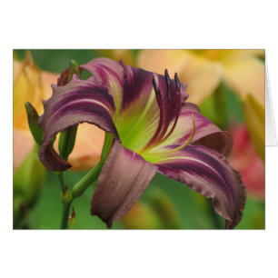 Starman's Quest - Daylily Cards
