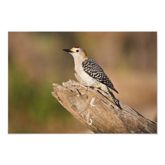 Starr Co. ranch, south Texas, USA, spring, Art Photo