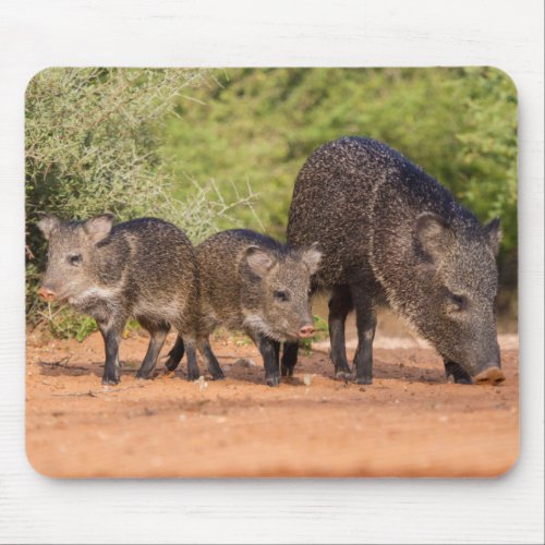 Starr County Texas Collared Peccary 1 Mouse Pad