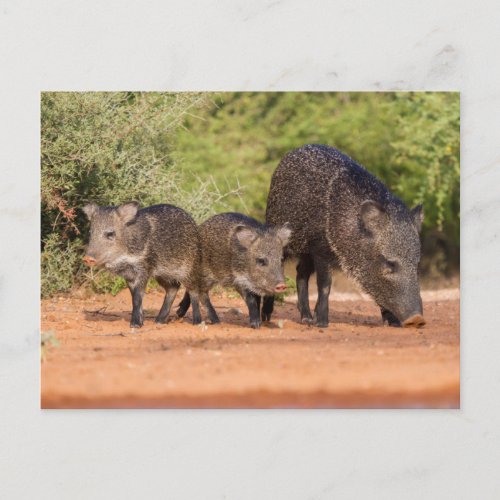 Starr County Texas Collared Peccary 1 Postcard