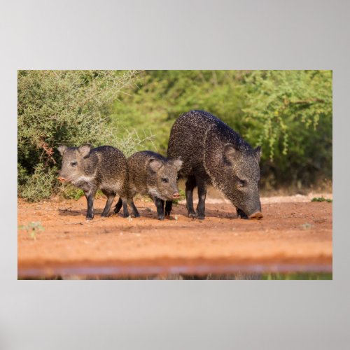 Starr County Texas Collared Peccary 1 Poster
