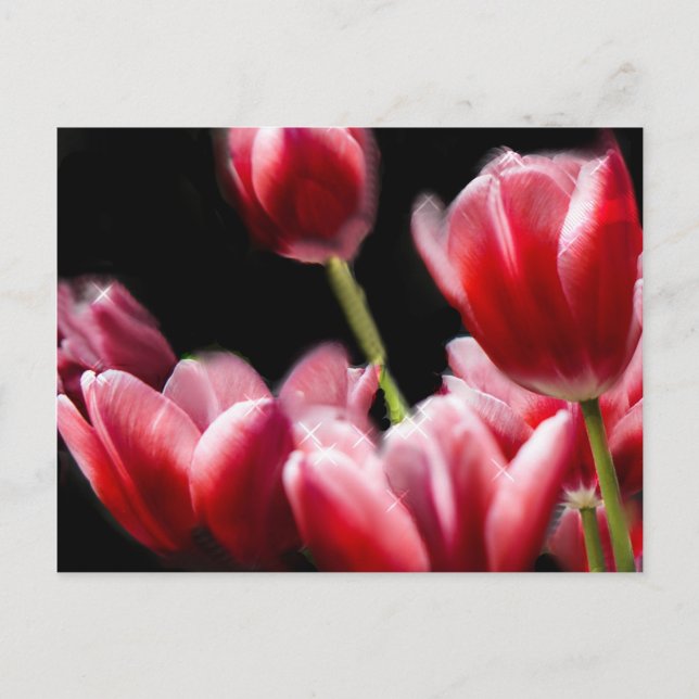 STARRED PINK TULIPS POSTCARD (Front)