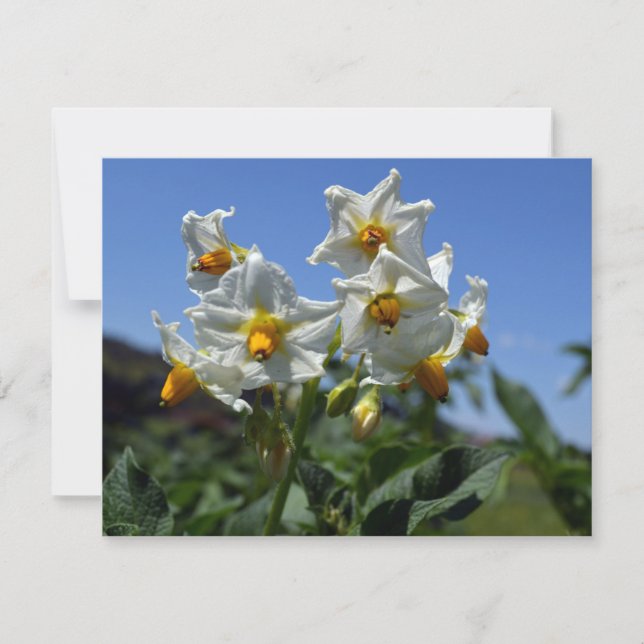 Starry flowers Solanum tuberosum  Holiday Card (Front)