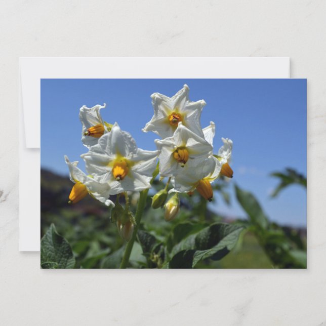 Starry flowers Solanum tuberosum   Invitation (Front)