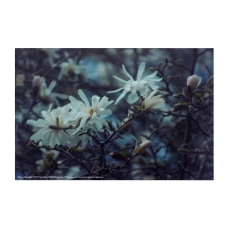 Starry Magnolia 3172 Acrylic Print