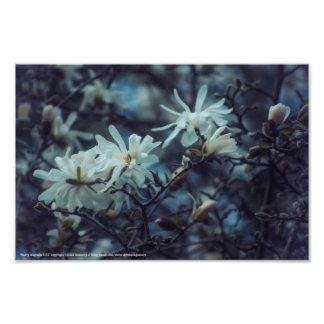 Starry Magnolia 3172 Photo Print