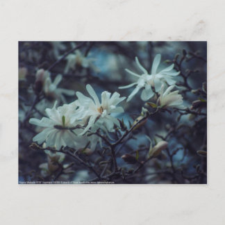 Starry Magnolia 3172 Postcard