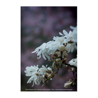 Starry Magnolia 5780 Acrylic Print