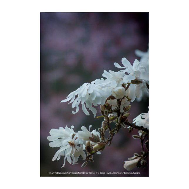 Starry Magnolia 5780 Acrylic Print (Front)