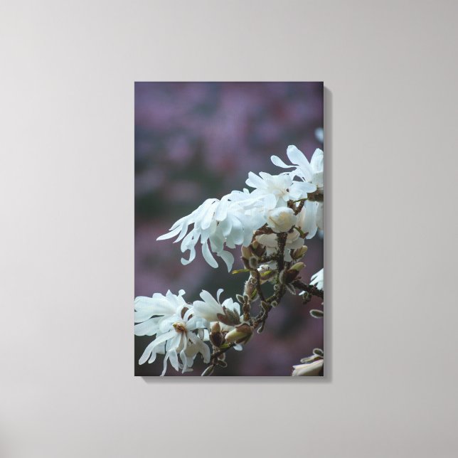 Starry Magnolia 5780 Canvas Print (Front)