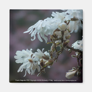 Starry Magnolia 5780 Magnet