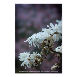 Starry Magnolia 5780 Photo Print