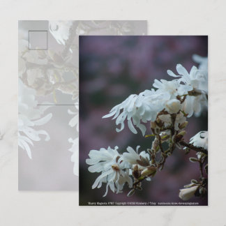 Starry Magnolia 5780 Postcard