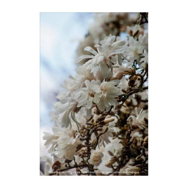 Starry Magnolia 5781 Acrylic Print (Front)