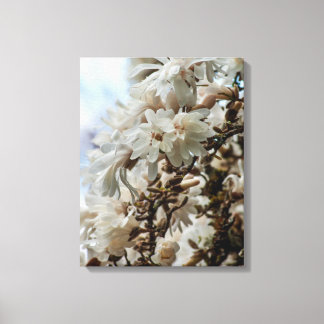 Starry Magnolia 5781 Canvas Print