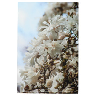 Starry Magnolia 5781 Metal Print